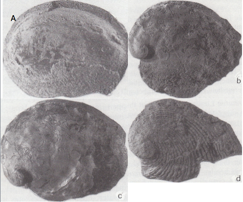 Haliotis asinina